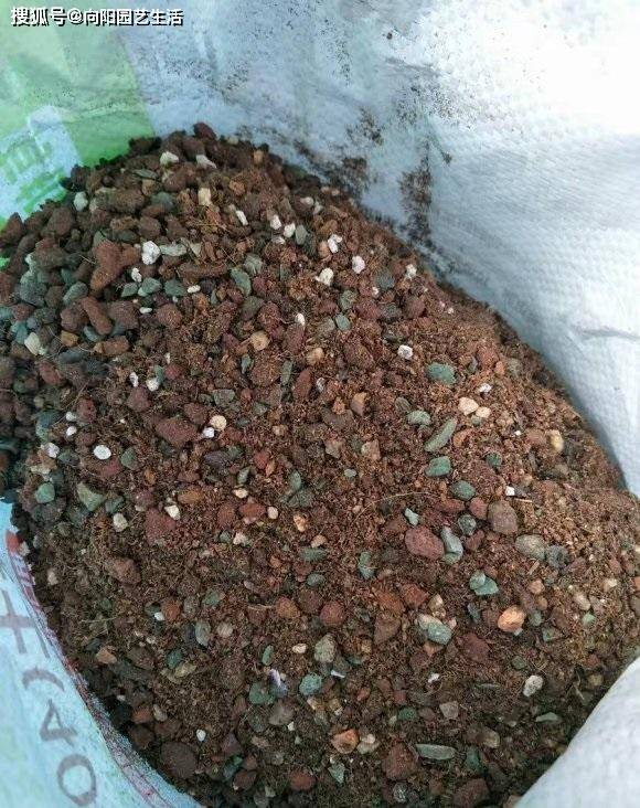 多肉不发根怎么回事_发根的多肉怎么种_多肉发根后怎么移栽
