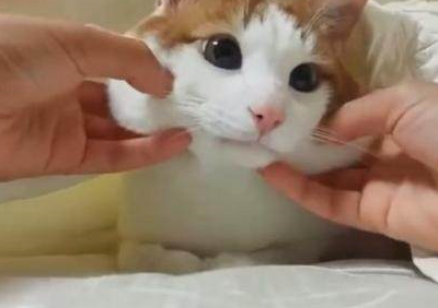 骂猫咪能主人听懂的话吗_骂猫咪能主人听懂嘛_猫咪能听懂主人骂它吗