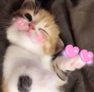骂猫咪能主人听懂嘛_骂猫咪能主人听懂的话吗_猫咪能听懂主人骂它吗