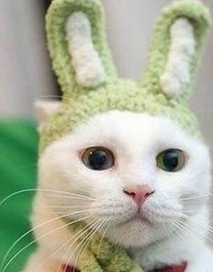 骂猫咪能主人听懂的话吗_骂猫咪能主人听懂嘛_猫咪能听懂主人骂它吗