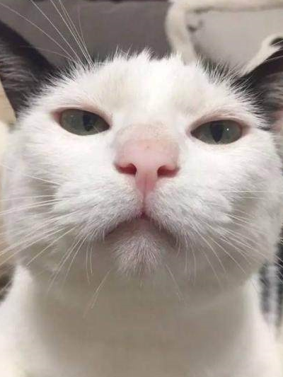 猫咪能听懂主人骂它吗_骂猫咪能主人听懂的话吗_骂猫咪能主人听懂嘛