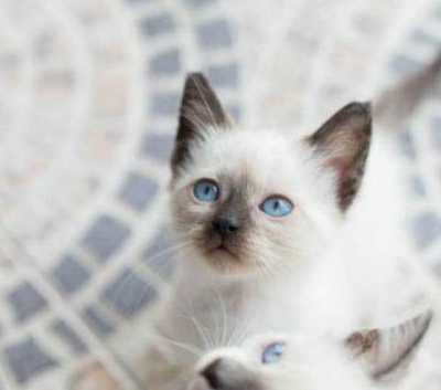 骂猫咪能主人听懂嘛_骂猫咪能主人听懂的话吗_猫咪能听懂主人骂它吗