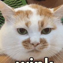 骂猫咪能主人听懂嘛_骂猫咪能主人听懂的话吗_猫咪能听懂主人骂它吗