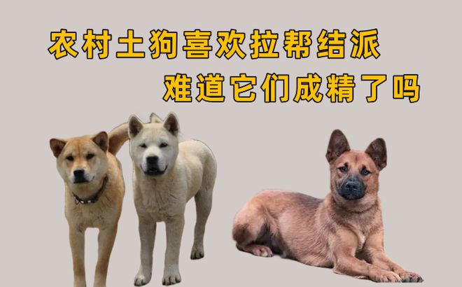 为什么在农村生活的笨狗，很喜欢拉帮结派？