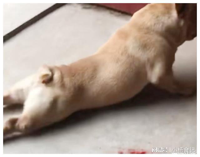 宠物店为什么不接土狗_宠物店接送狗_宠物接店土狗可以吗
