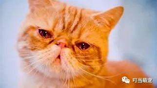 猫咪在什么情况下会流泪？猫咪流泪可能跟这几种情况有关