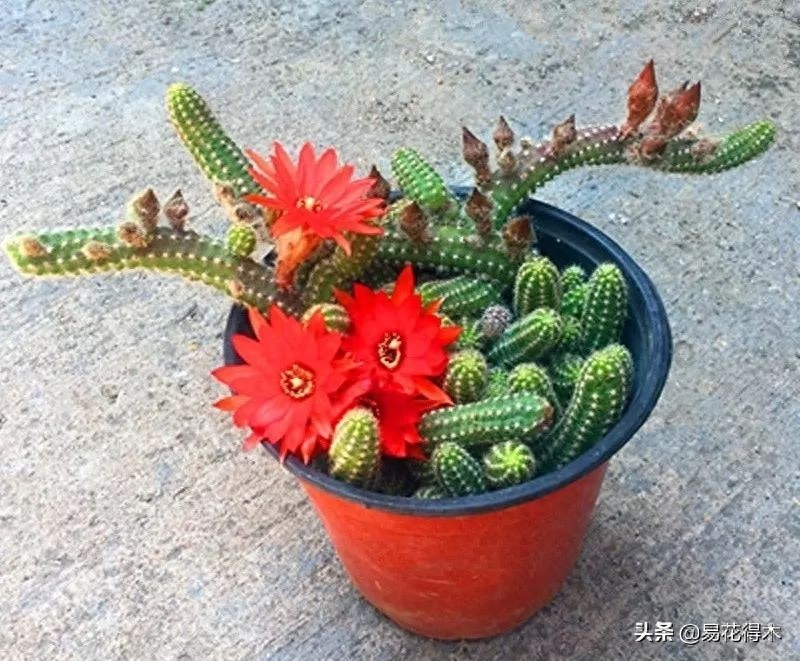 多肉白色的虫_多肉长虫子白色的_多肉虫子白色