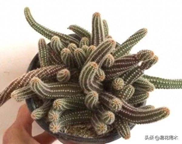 多肉白色的虫_多肉虫子白色_多肉长虫子白色的