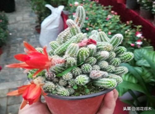 多肉虫子白色_多肉白色的虫_多肉长虫子白色的