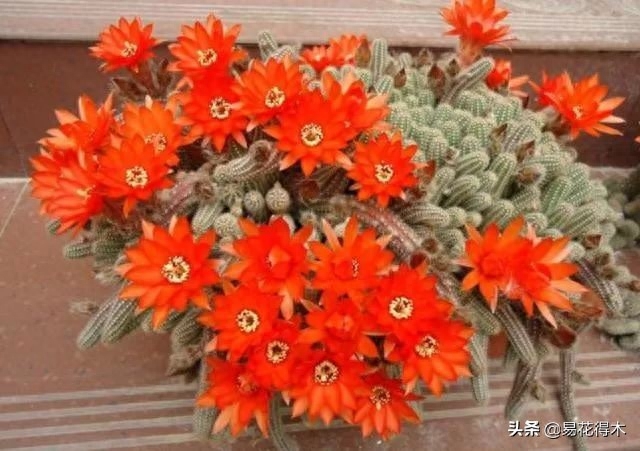多肉虫子白色_多肉白色的虫_多肉长虫子白色的