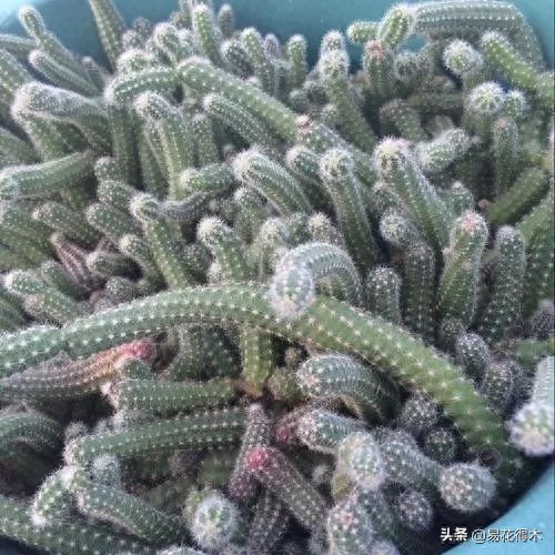 多肉白色的虫_多肉长虫子白色的_多肉虫子白色