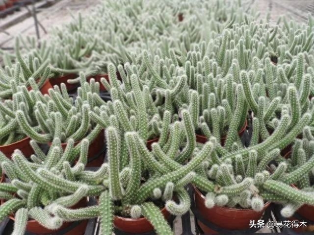 多肉长虫子白色的_多肉虫子白色_多肉白色的虫