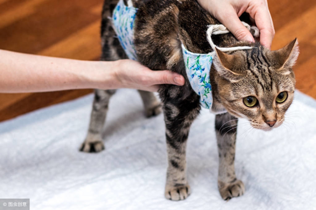 怀孕可以养猫吗_猫孕妇能养猫吗_怀孕了家猫可以养吗