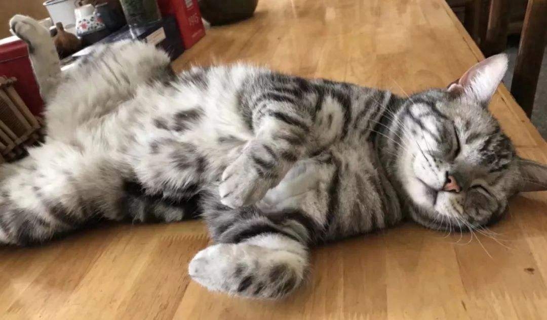 怀孕猫能养吗_猫孕妇能养猫吗_怀孕可以养猫吗