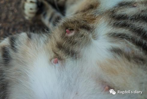 猫咪怀孕特征有哪些症状_猫咪怀孕的特征有哪些?_猫猫怀孕特征