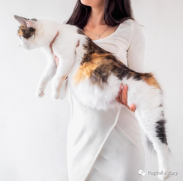 猫咪怀孕特征有哪些症状_猫咪怀孕的特征有哪些?_猫猫怀孕特征
