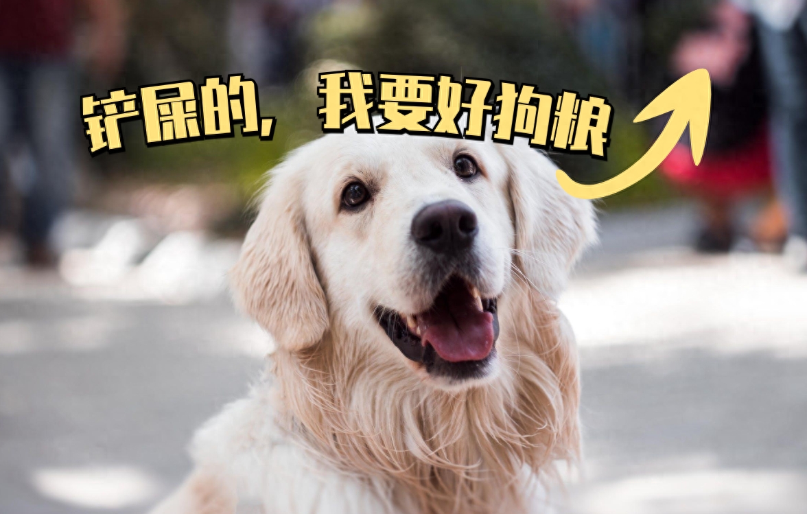 宠物大全品种狗排名_宠物狗的品种大全_宠物大全品种狗狗