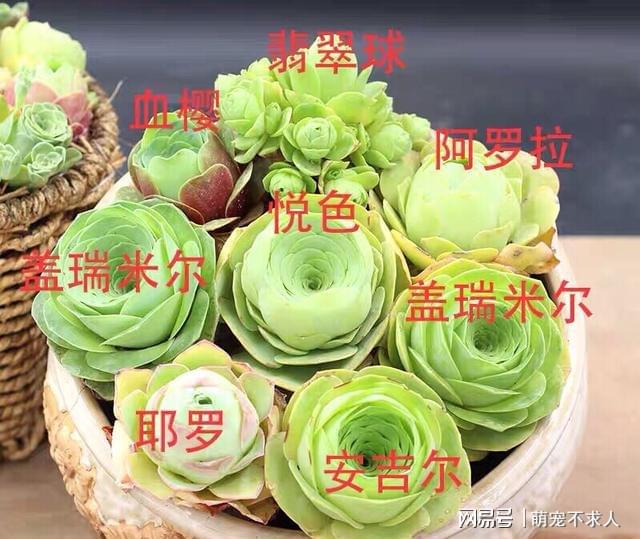 多肉山地玫瑰怎么养_多肉山地玫瑰怎么养_多肉山地玫瑰怎么养