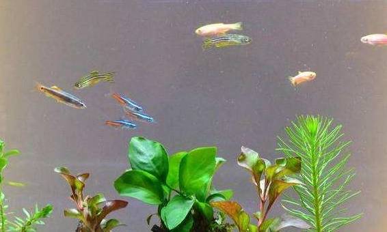 鱼缸里缺氧也能养的观赏鱼，鱼缸里缺氧有3种情况，2种处理方法