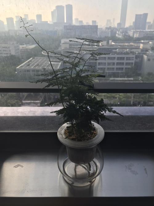 适合家庭养的花卉有哪些 最适合家养的花盘点(2)