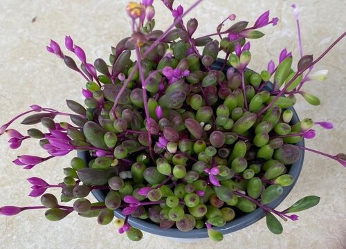 适合家养花卉排行榜_花卉家养适合什么花_适合家养的花卉
