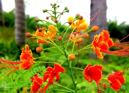 适合家养的花卉_花卉家养适合什么花_花卉家养适合种什么花