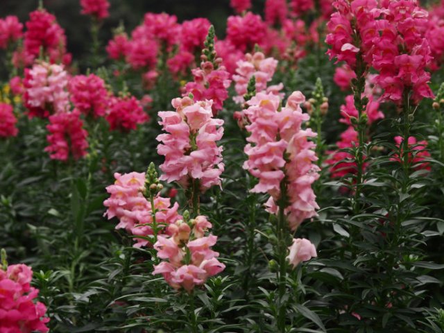 冬季开花的盆栽花卉_冬季花卉_冬季开花好养的花卉