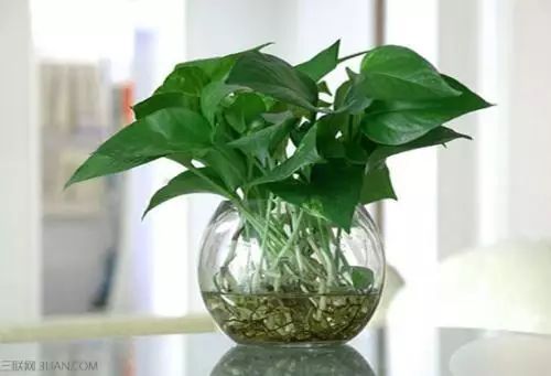 冬季花卉_冬季开花好养的花卉_冬季开花的盆栽花卉