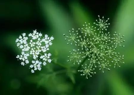冬季花卉_冬季开花好养的花卉_冬季开花的盆栽花卉