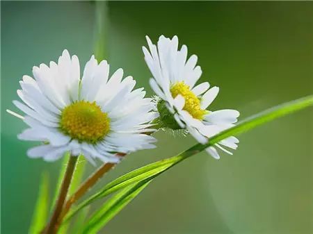 冬季开花的盆栽花卉_冬季开花好养的花卉_冬季花卉