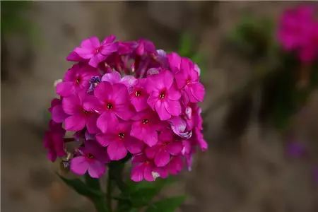 冬季开花好养的花卉_冬季花卉_冬季开花的盆栽花卉