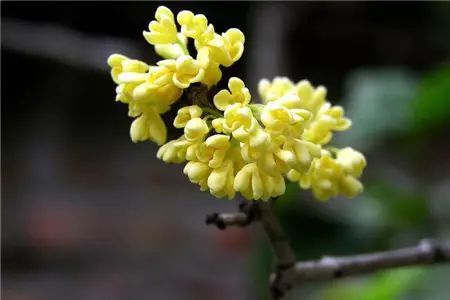 冬季花卉_冬季开花好养的花卉_冬季开花的盆栽花卉