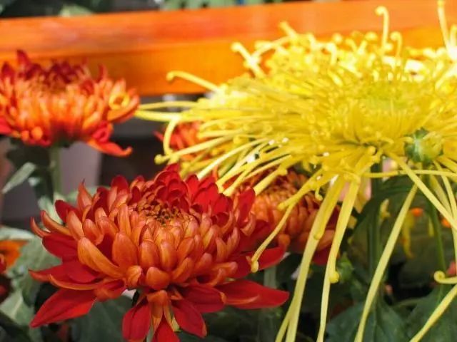 冬季开花好养的花卉_冬季开花的盆栽花卉_冬季花卉
