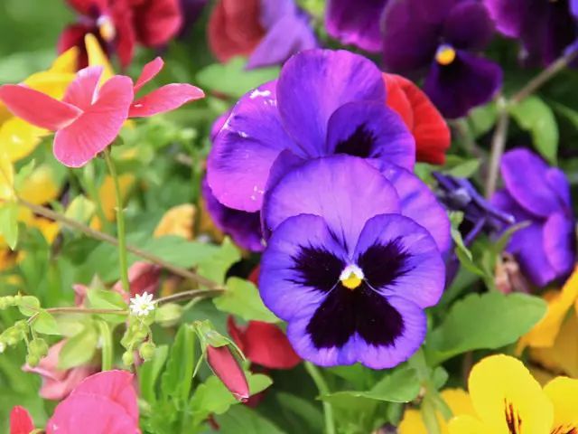 冬季开花好养的花卉_冬季花卉_冬季开花的盆栽花卉