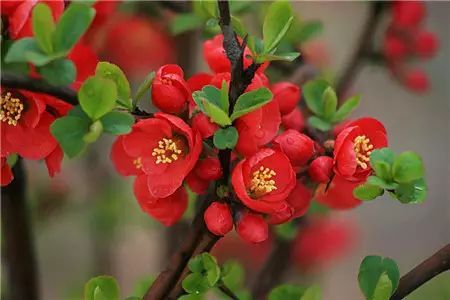 冬季开花的盆栽花卉_冬季开花好养的花卉_冬季花卉