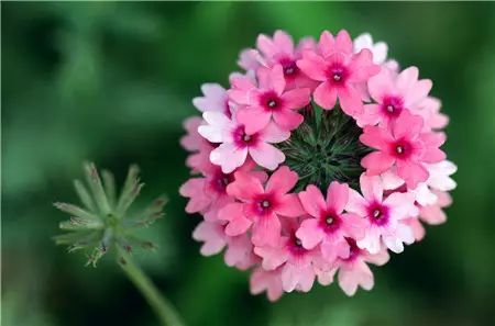 冬季花卉_冬季开花好养的花卉_冬季开花的盆栽花卉