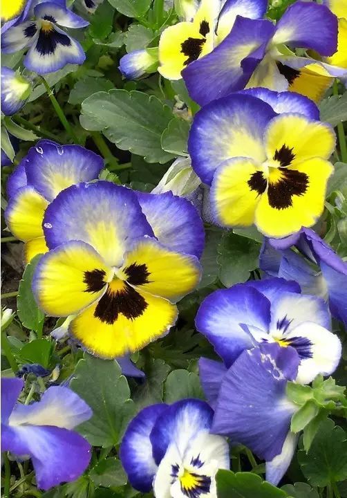 冬季开花好养的花卉_冬季花卉_冬季开花的盆栽花卉