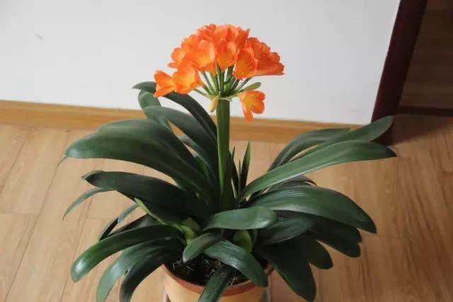 冬季花卉_冬季开花好养的花卉_冬季开花的盆栽花卉