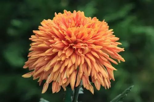 冬季开花好养的花卉_冬季花卉_冬季开花的盆栽花卉