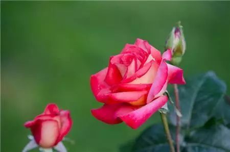 冬季开花的盆栽花卉_冬季开花好养的花卉_冬季花卉
