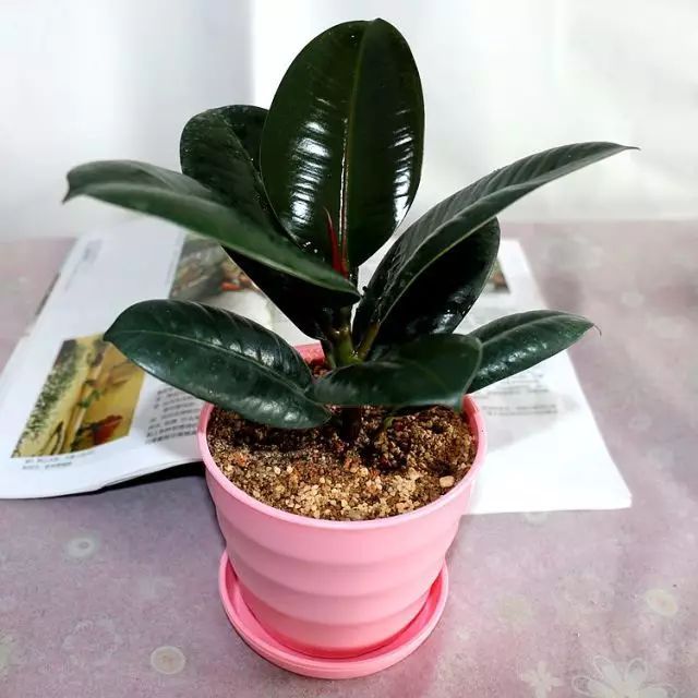 冬季花卉_冬季开花好养的花卉_冬季开花的盆栽花卉