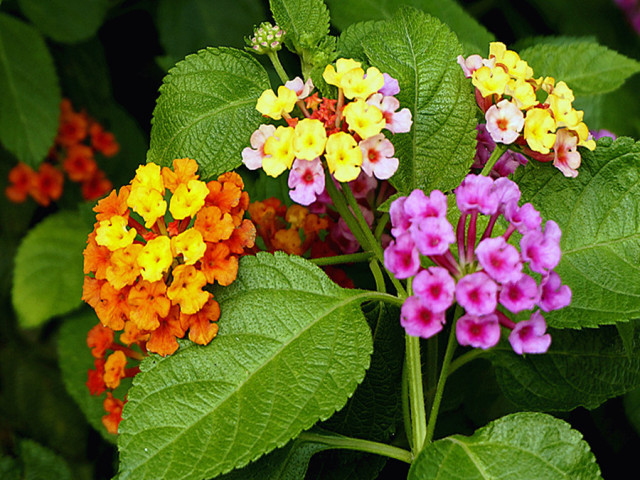 冬季花卉_冬季开花好养的花卉_冬季开花的盆栽花卉