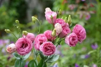 冬季开花好养的花卉_冬季花卉_冬季开花的盆栽花卉
