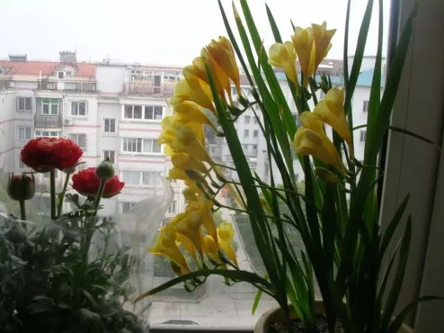 冬季花卉_冬季开花好养的花卉_冬季开花的盆栽花卉