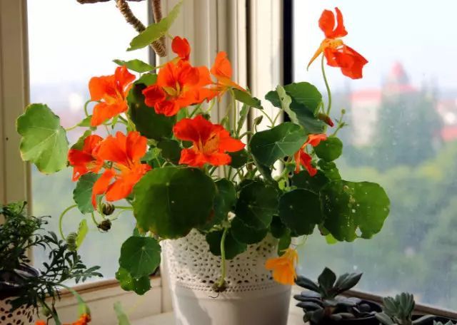 冬季开花的盆栽花卉_冬季花卉_冬季开花好养的花卉
