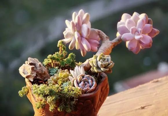 冬季开花好养的花卉_冬季花卉_冬季开花的盆栽花卉