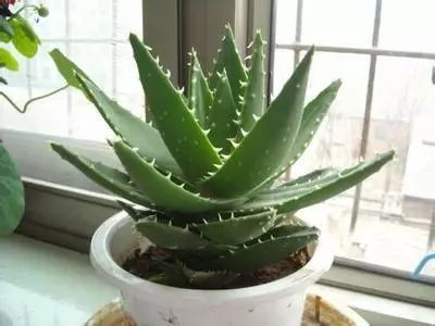 冬季开花好养的花卉_冬季花卉_冬季开花的盆栽花卉