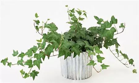 冬季开花的盆栽花卉_冬季花卉_冬季开花好养的花卉