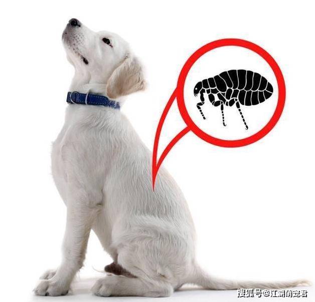 狗狗“体内有虫”和“体外有虫”，分别有什么表现？该如何驱虫？