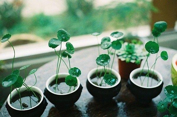 适合冬季室内养的花_冬季室内养适合花的植物_冬季室内养适合花草吗